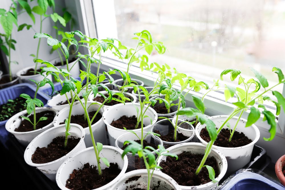 Leggy Tomato Plants Fix, Treat and Prevent